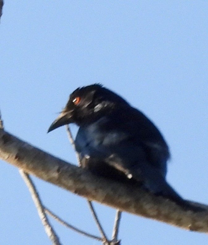 Spangled Drongo - ML644436360
