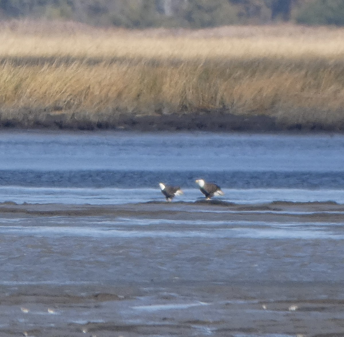 Bald Eagle - ML644436362
