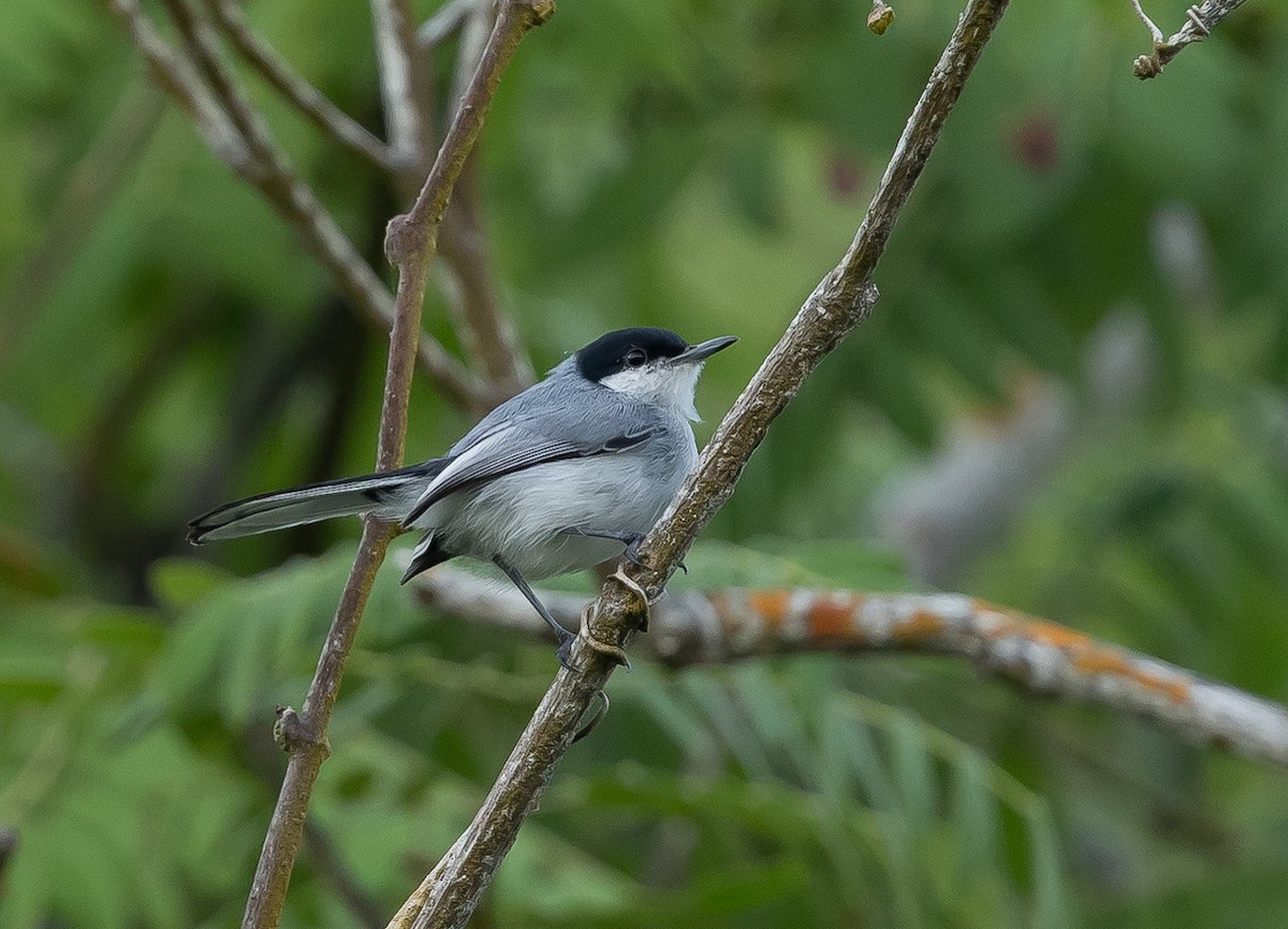 Amazonasmückenfänger - ML644436365