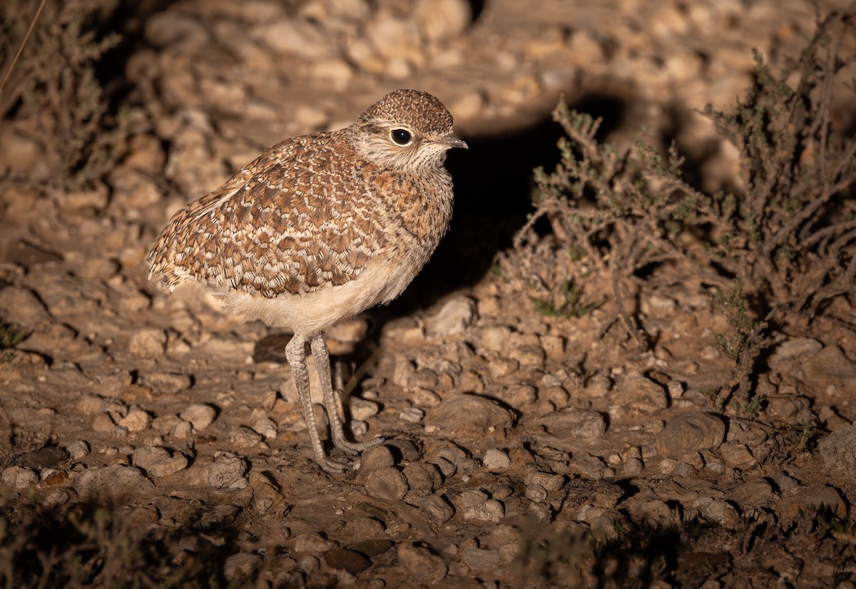 フタオビスナバシリ - ML644436371