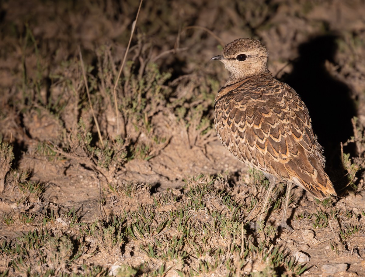 フタオビスナバシリ - ML644436373