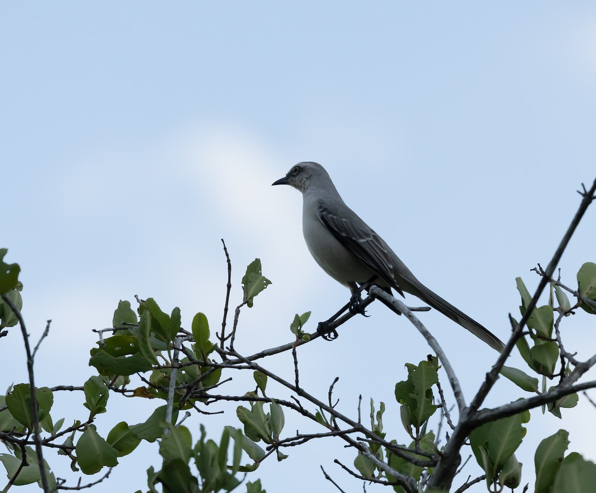 Moqueur des savanes - ML644436374