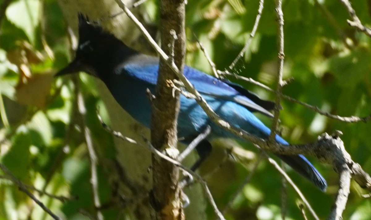 Steller's Jay - ML644436387