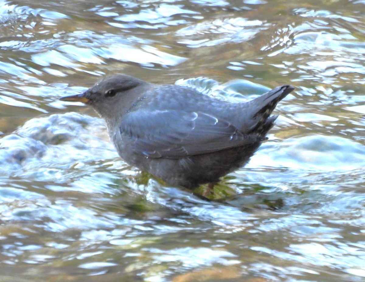 gråfossekall - ML644436393