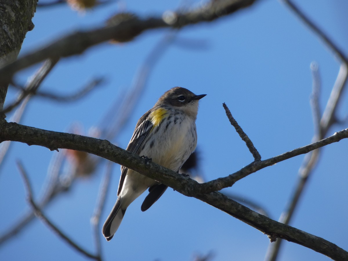 Yellow-rumped Warbler - ML644436397