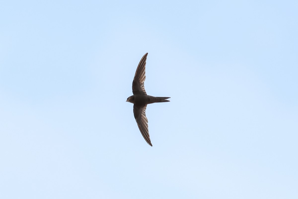 kanariseiler - ML644436400