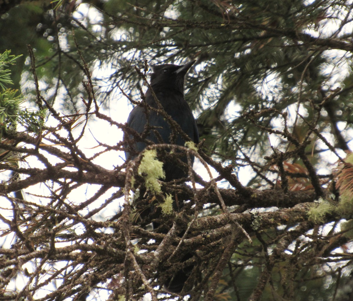 Steller's Jay - ML644436402
