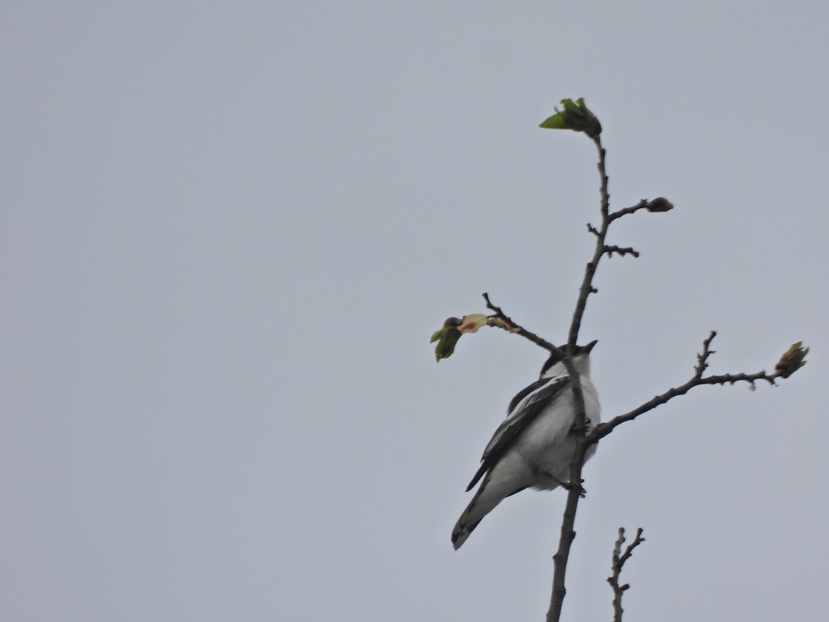 White-winged Triller - ML644436405