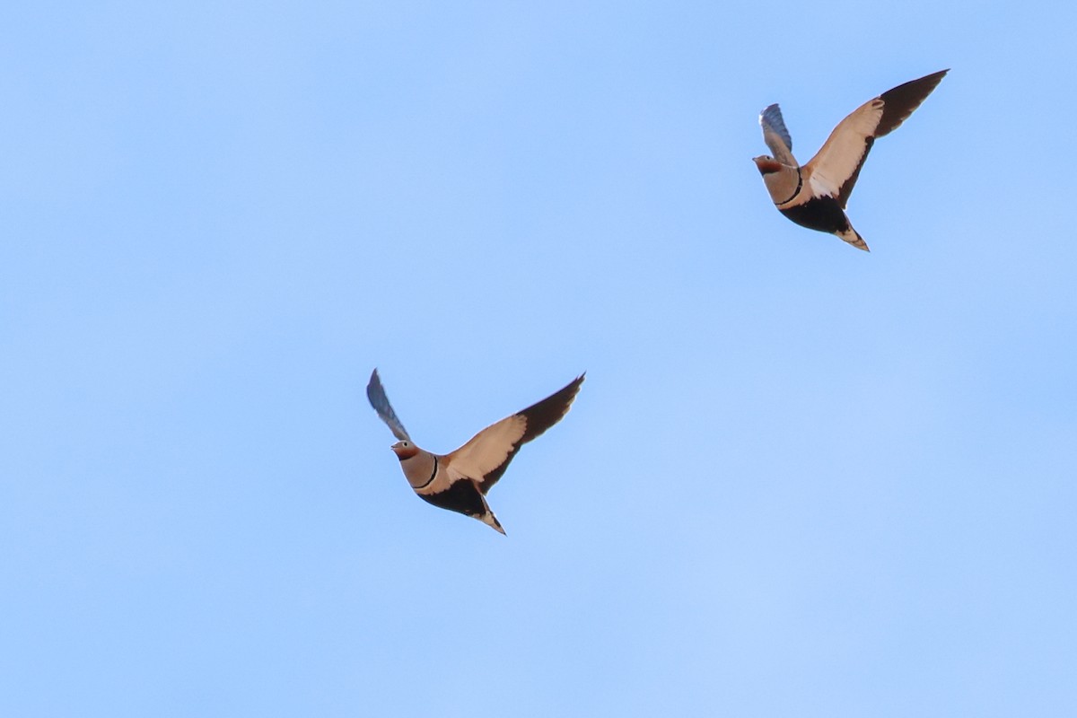 Ganga unibande - ML644436411