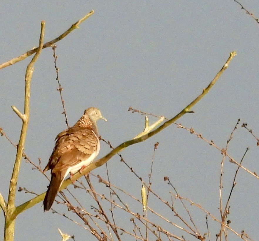Bar-shouldered Dove - ML644436413