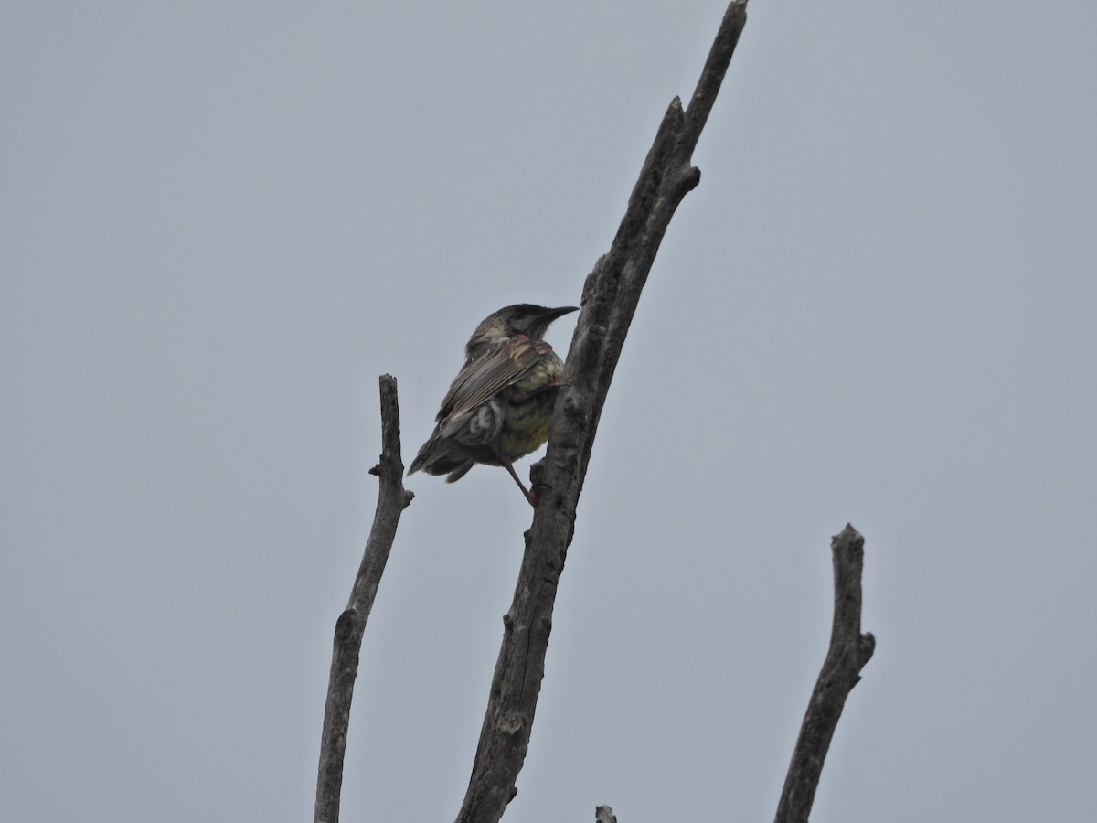 Red Wattlebird - ML644436414