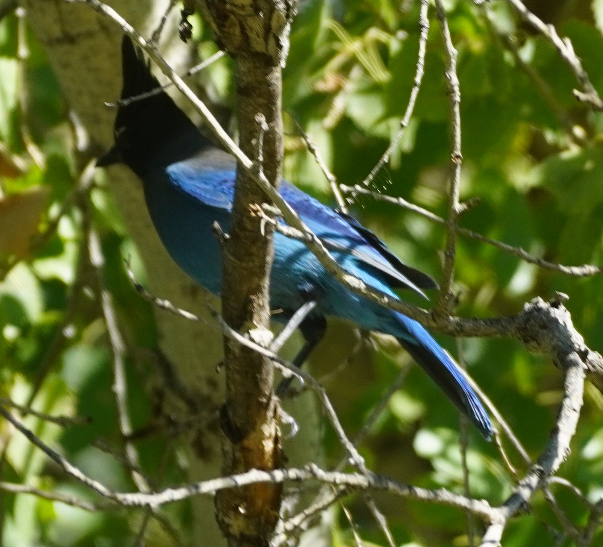 Steller's Jay - ML644436416