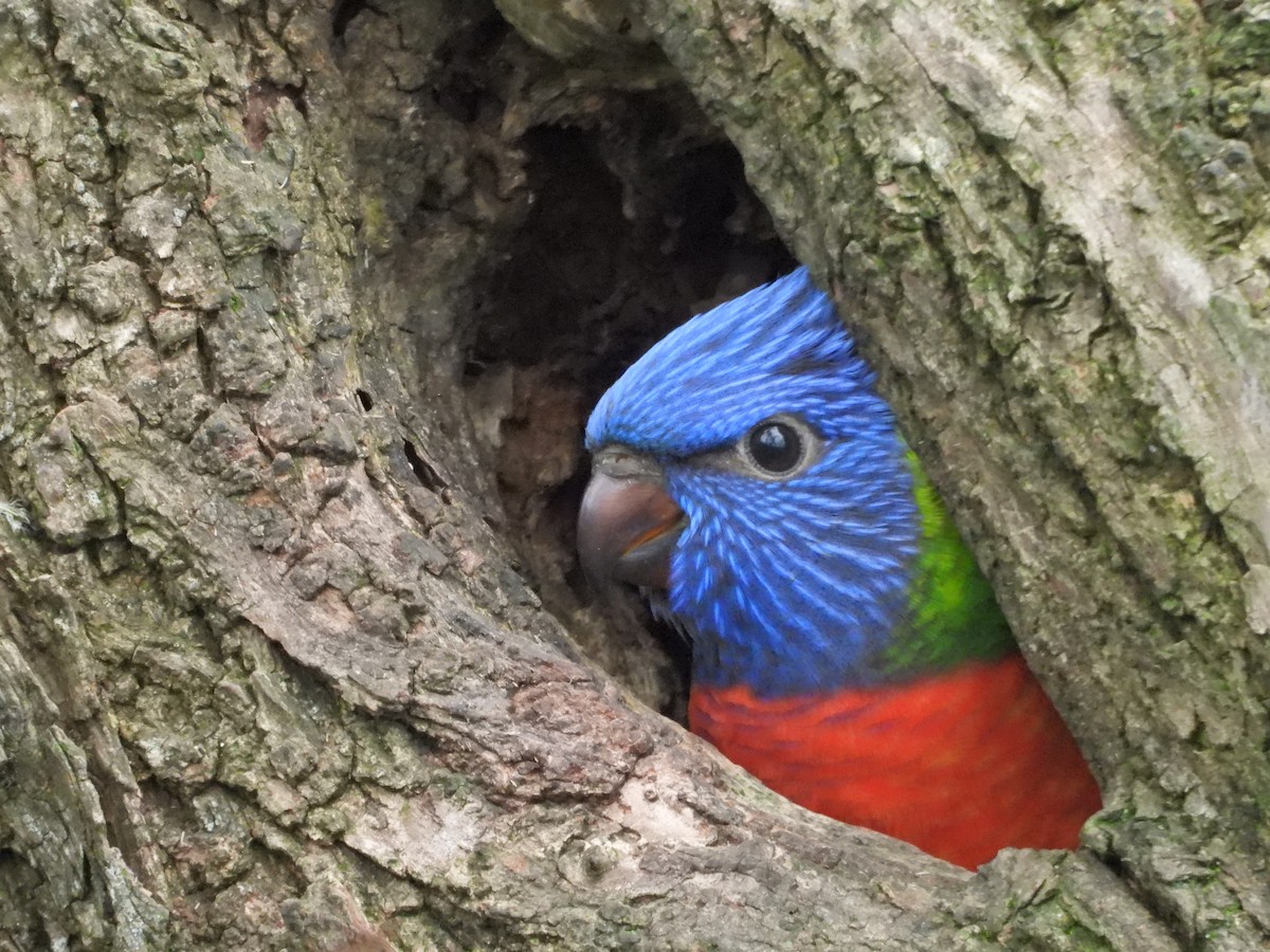 彩虹吸蜜鸚鵡 - ML644436441