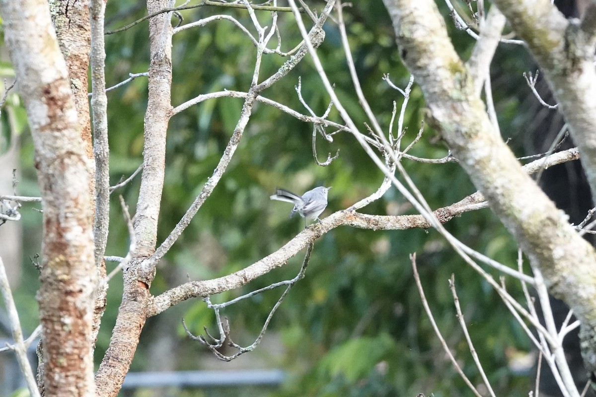 Perlita Grisilla - ML644436448