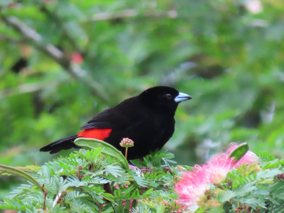 Scarlet-rumped Tanager - ML644436450