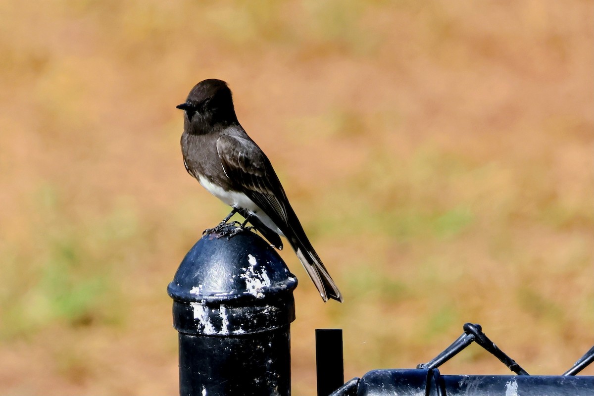 Black Phoebe - ML644436458
