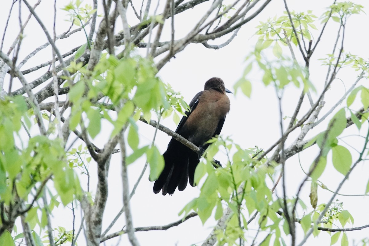Great-tailed Grackle - ML644436459