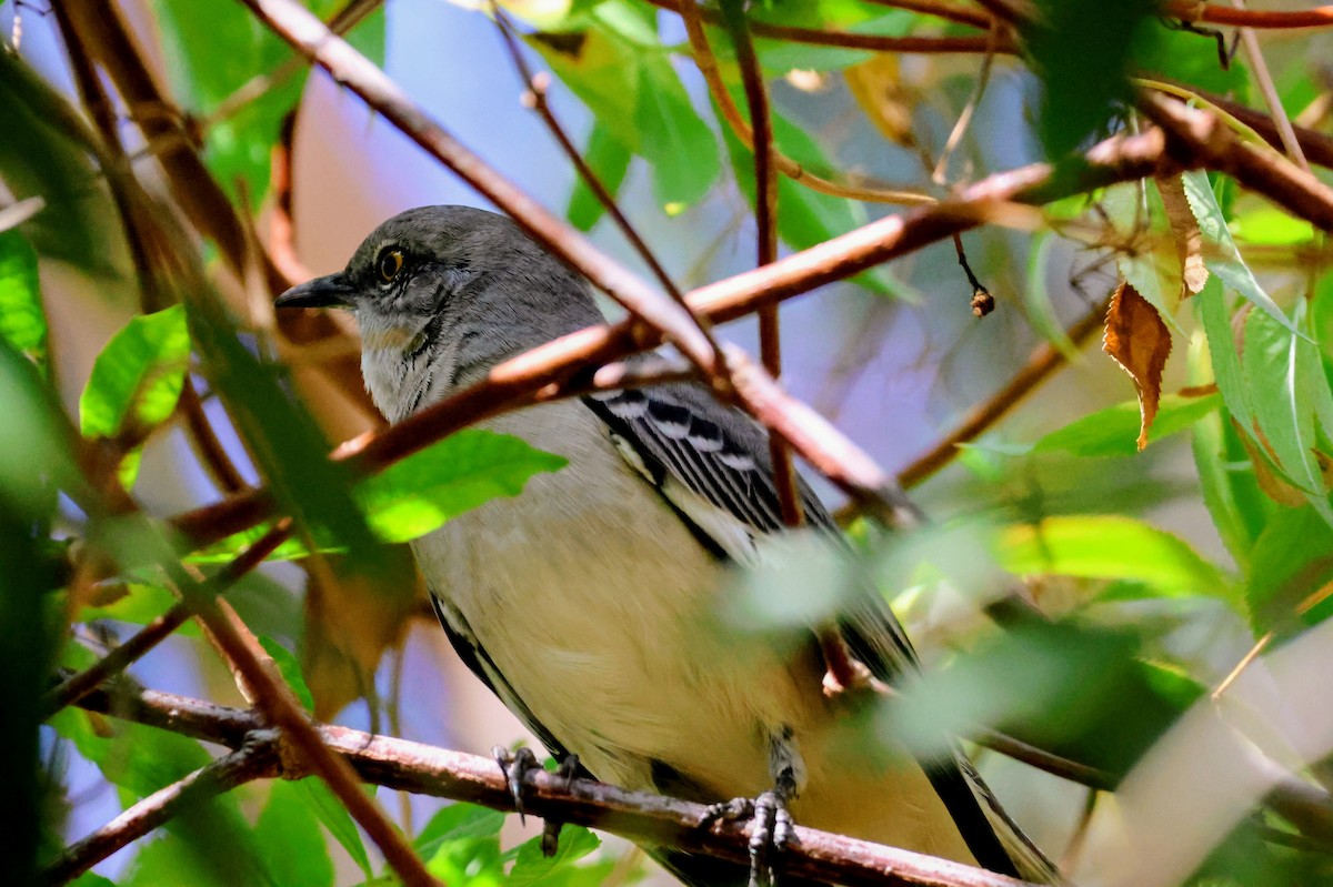 Northern Mockingbird - ML644436463