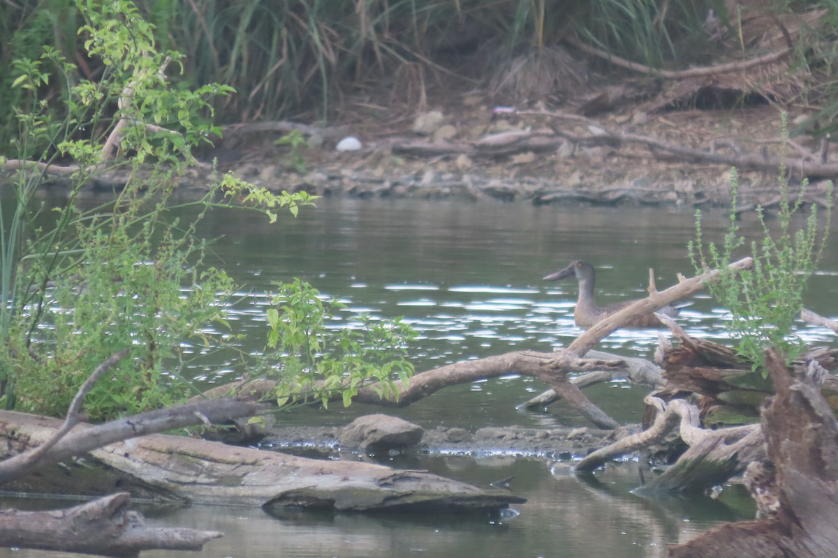 skjeand - ML644436464