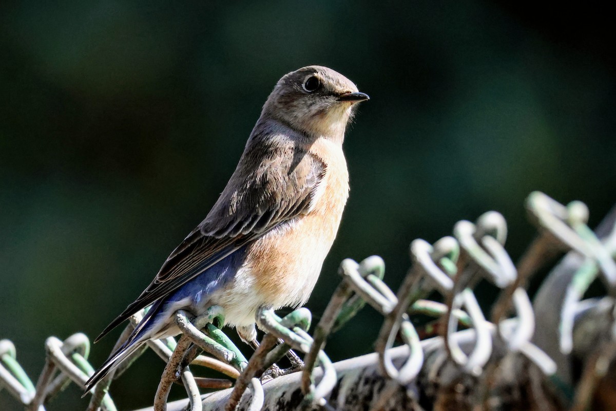 Western Bluebird - ML644436465