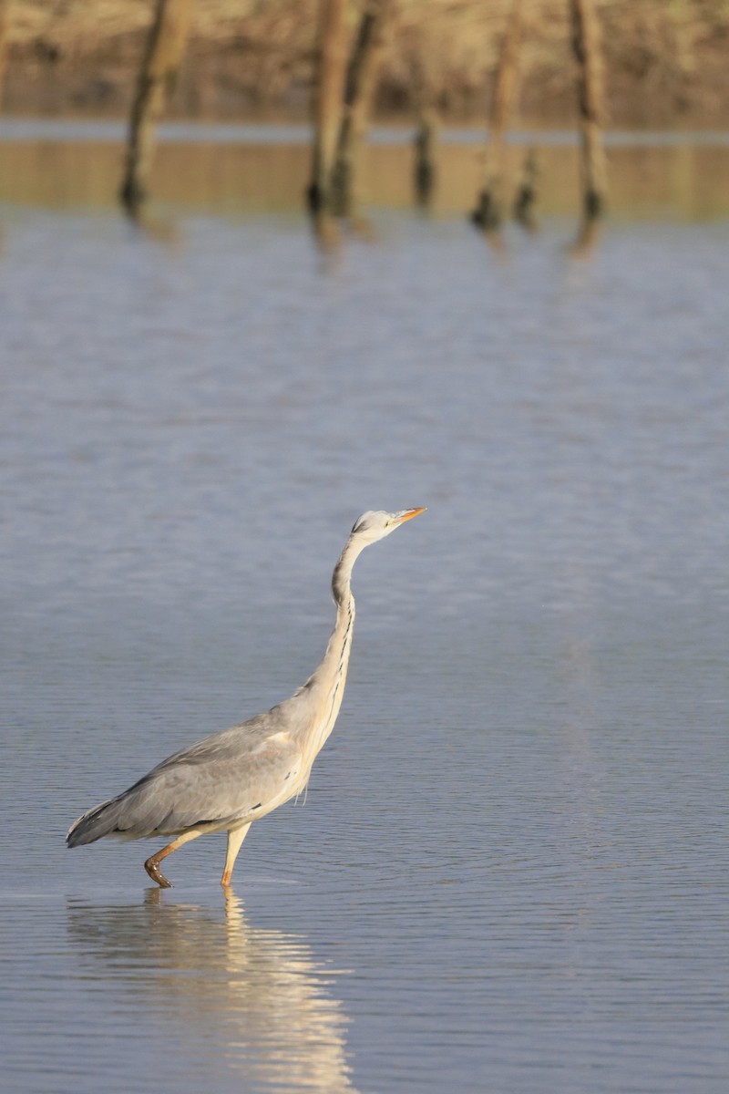 蒼鷺 - ML644436466