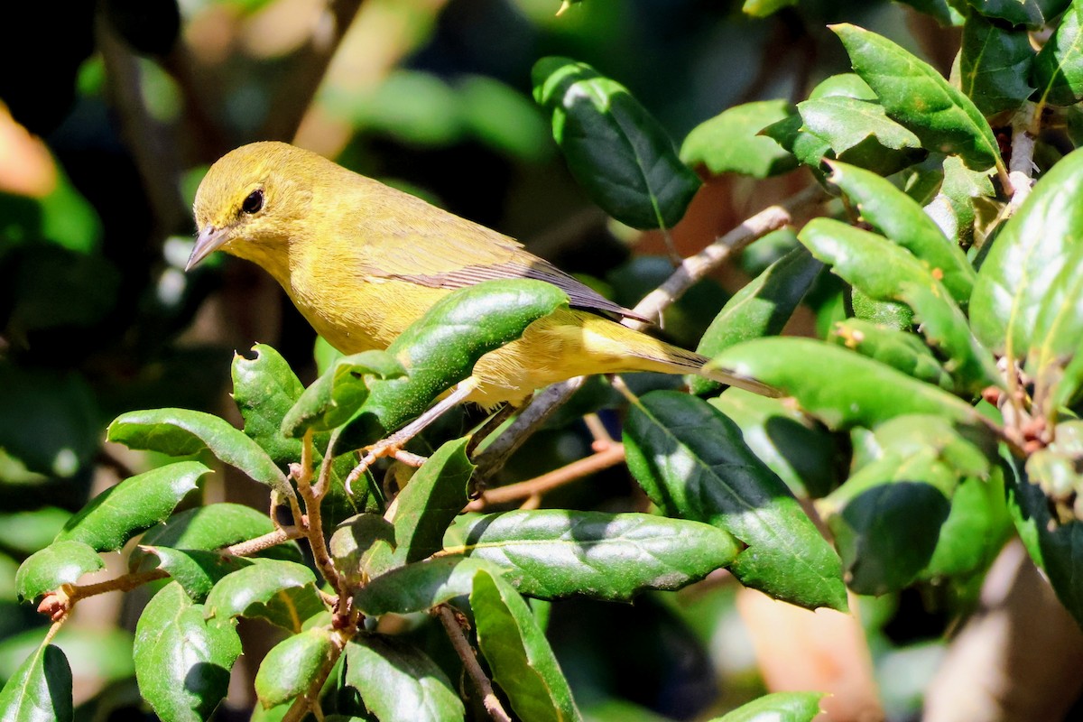 Orange-crowned Warbler - ML644436467