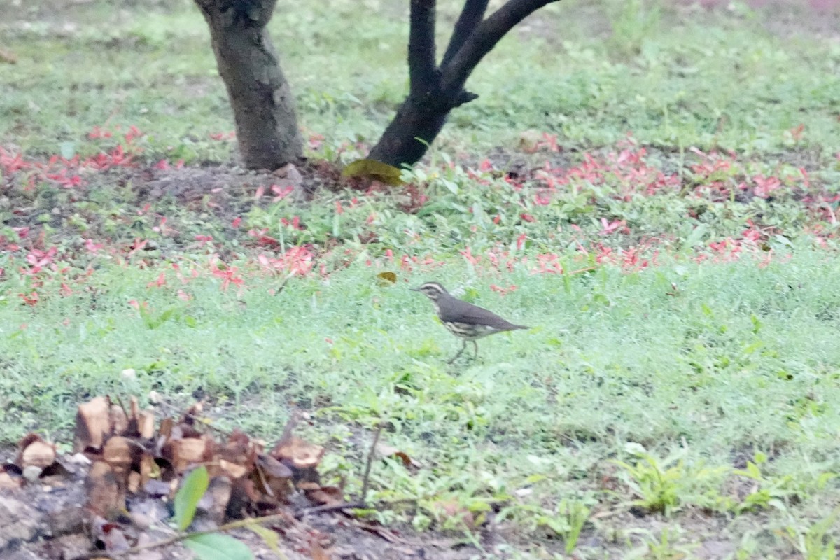 Northern Waterthrush - ML644436468