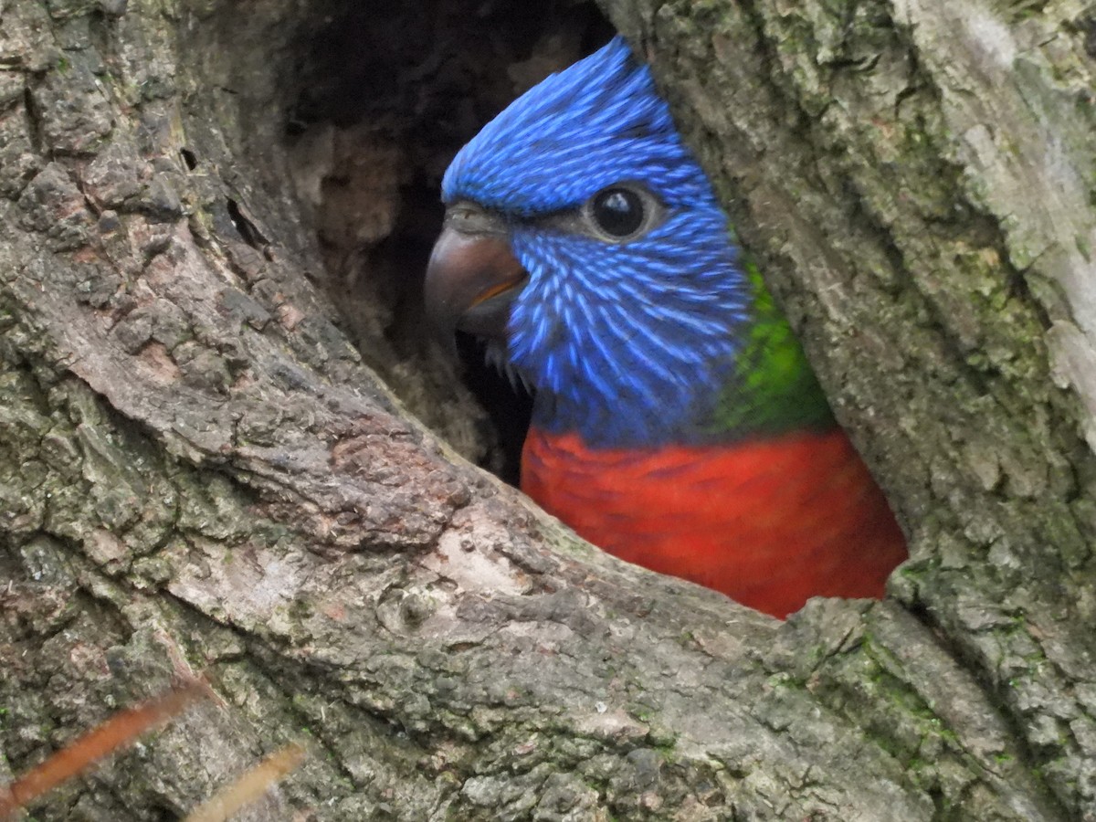 彩虹吸蜜鸚鵡 - ML644436469