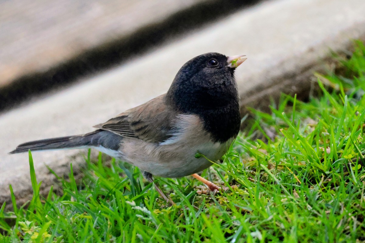 Dark-eyed Junco - ML644436470