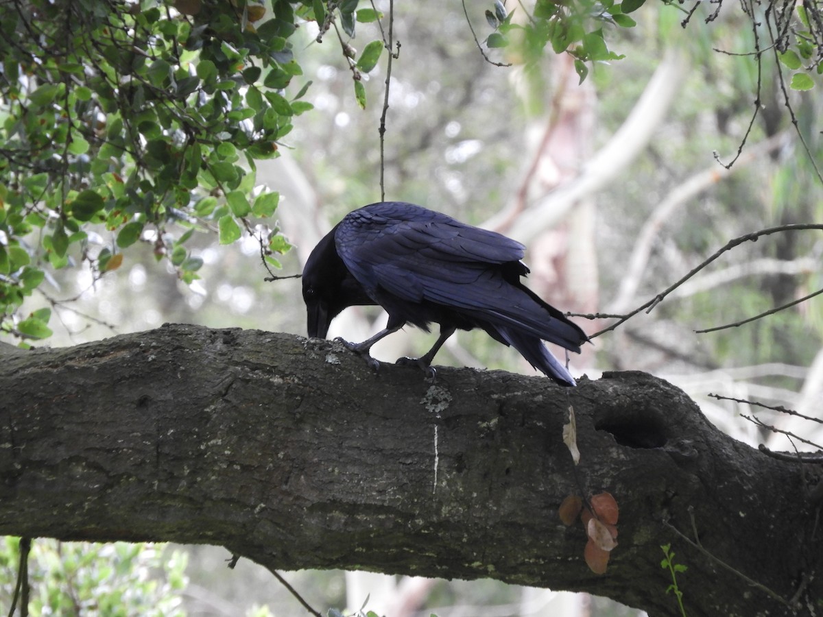 Common Raven - ML644436471