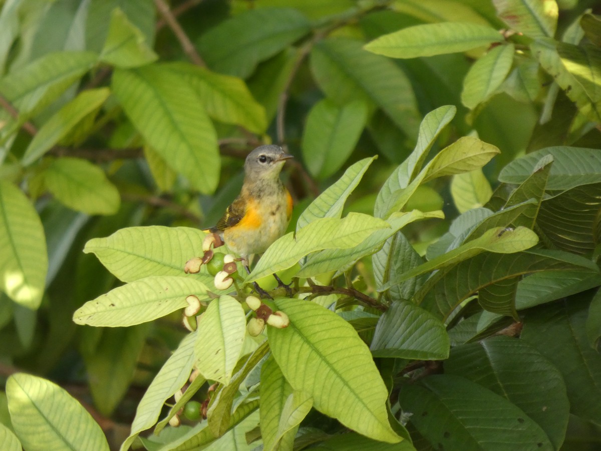 American Redstart - ML644436472
