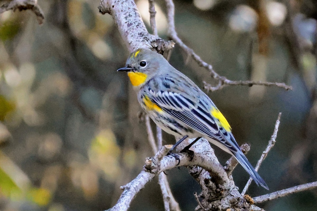 Yellow-rumped Warbler (Audubon's) - ML644436473