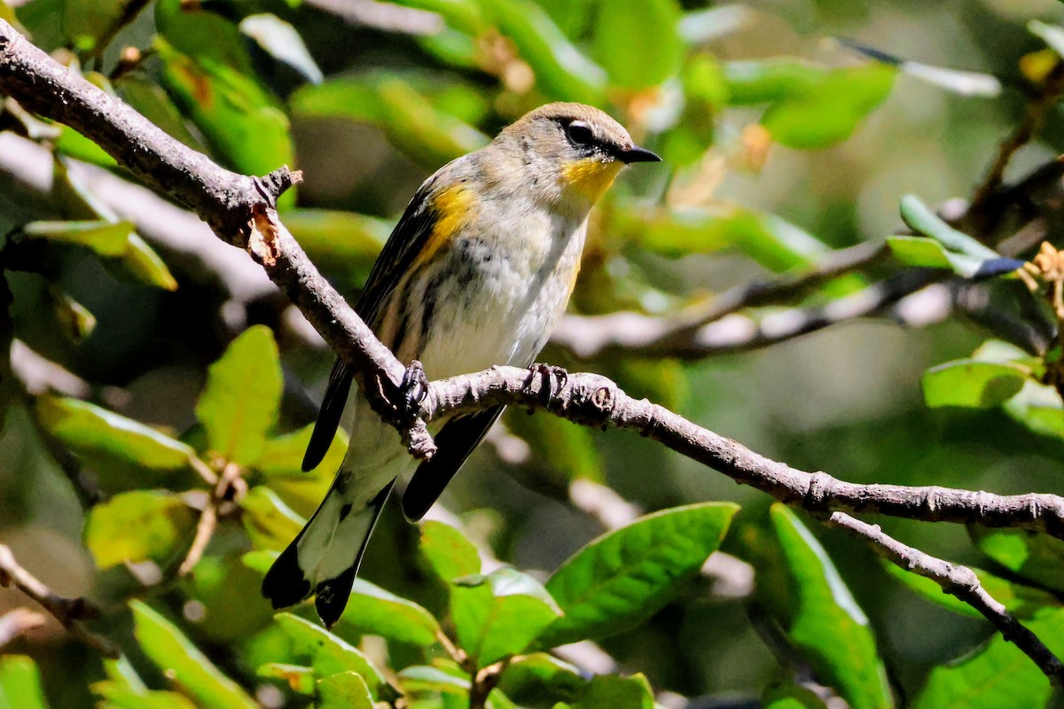 Yellow-rumped Warbler (Audubon's) - ML644436474