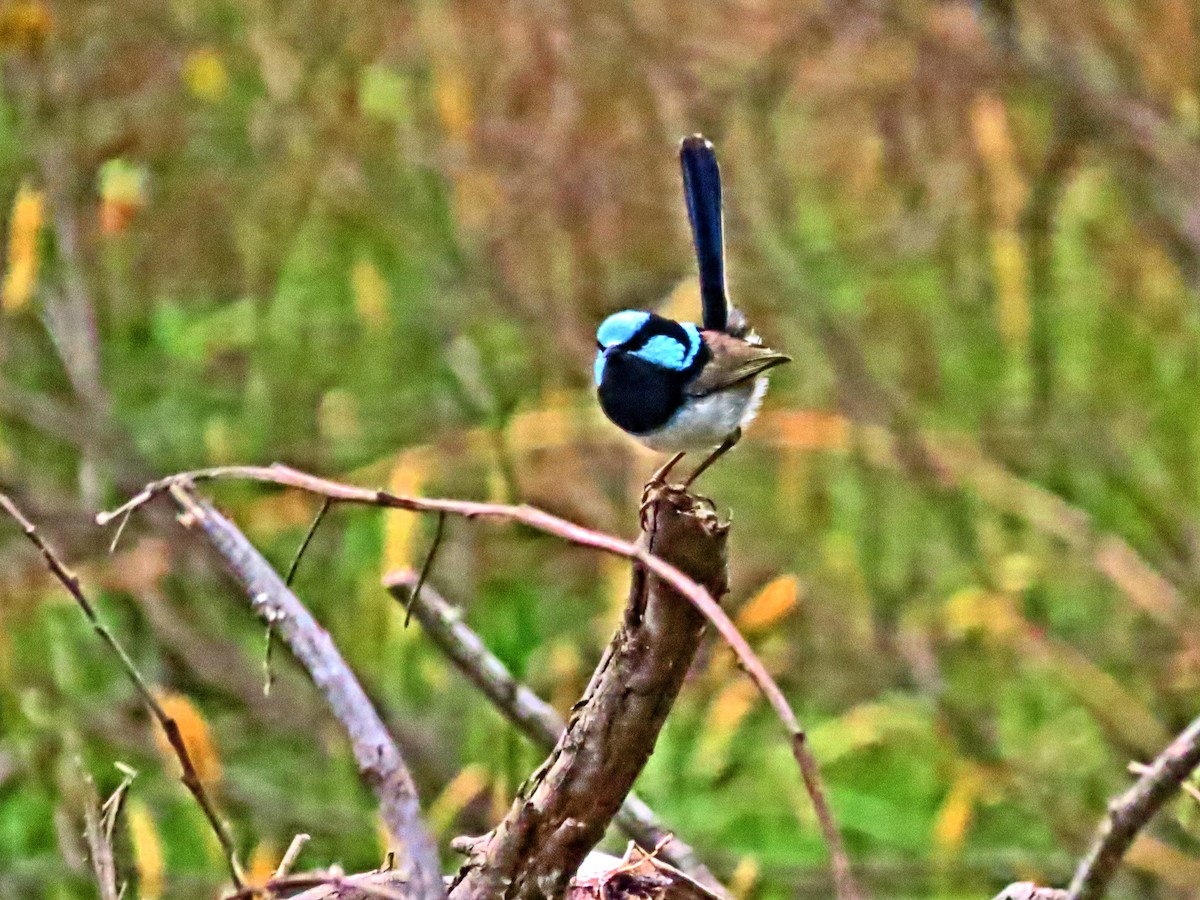 Superb Fairywren - ML644436475