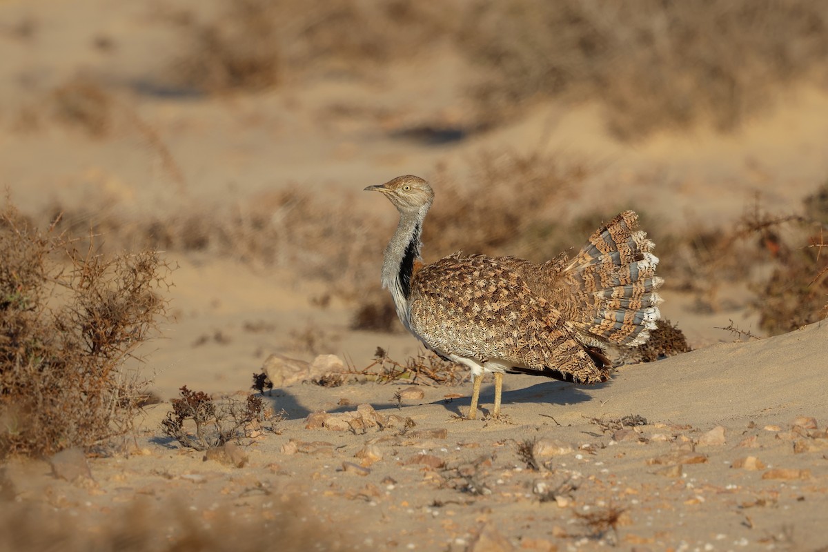 African Houbara (Canary Is.) - ML644436476