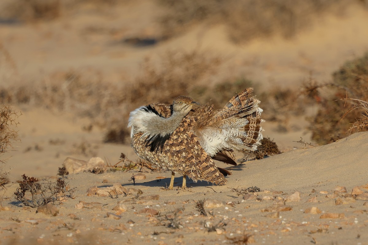 African Houbara (Canary Is.) - ML644436478