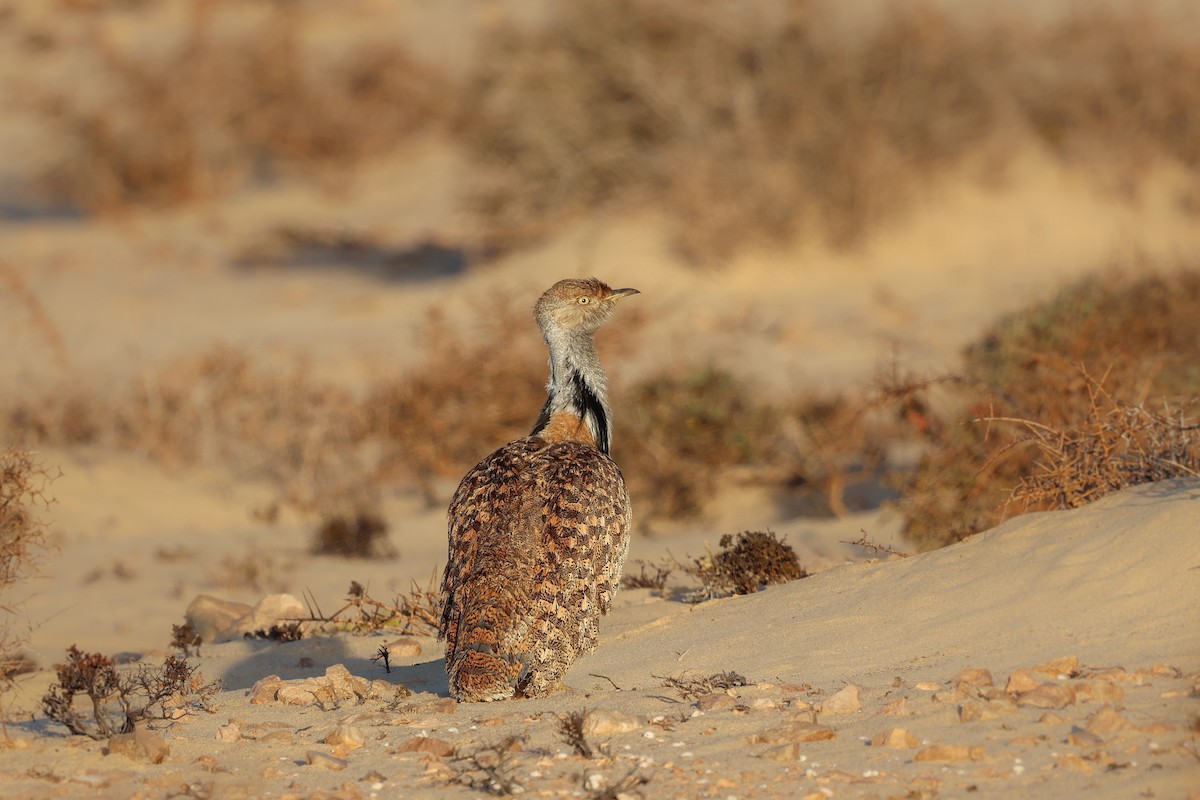 African Houbara (Canary Is.) - ML644436479