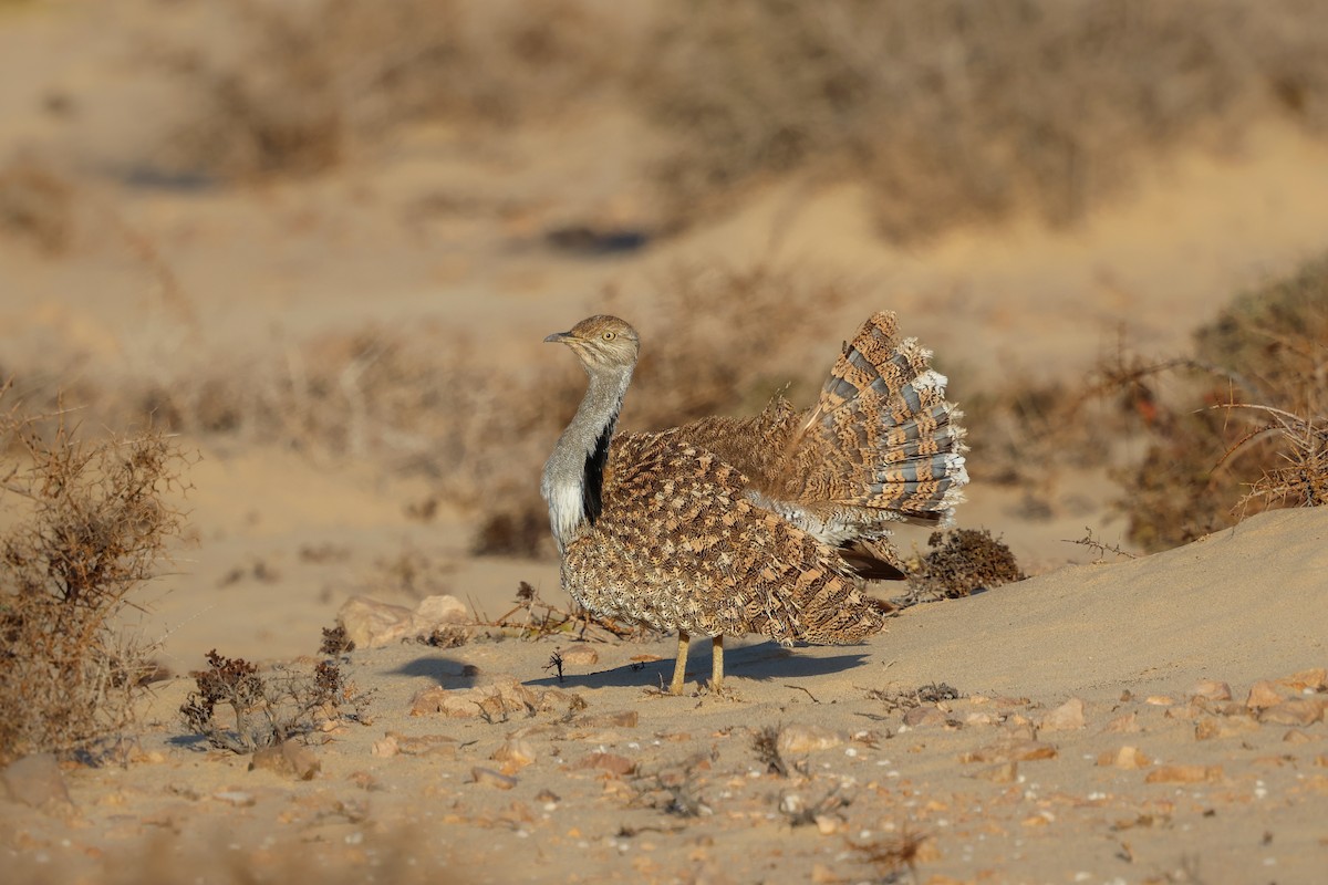 African Houbara (Canary Is.) - ML644436480