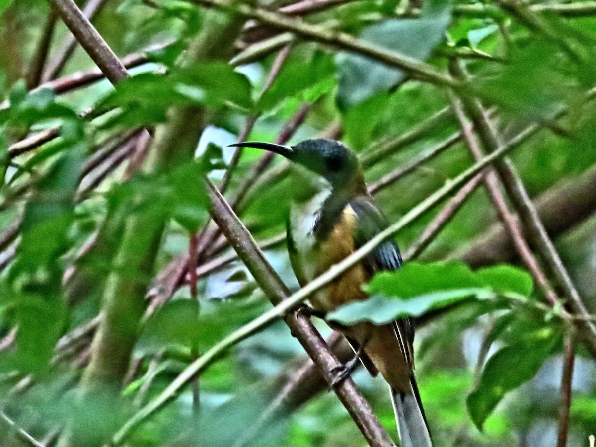 Eastern Spinebill - ML644436481