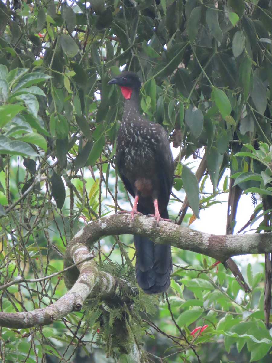 Crested Guan - ML644436483