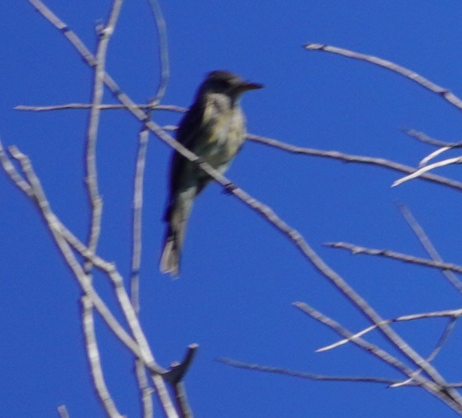 Greater Pewee - ML644436484