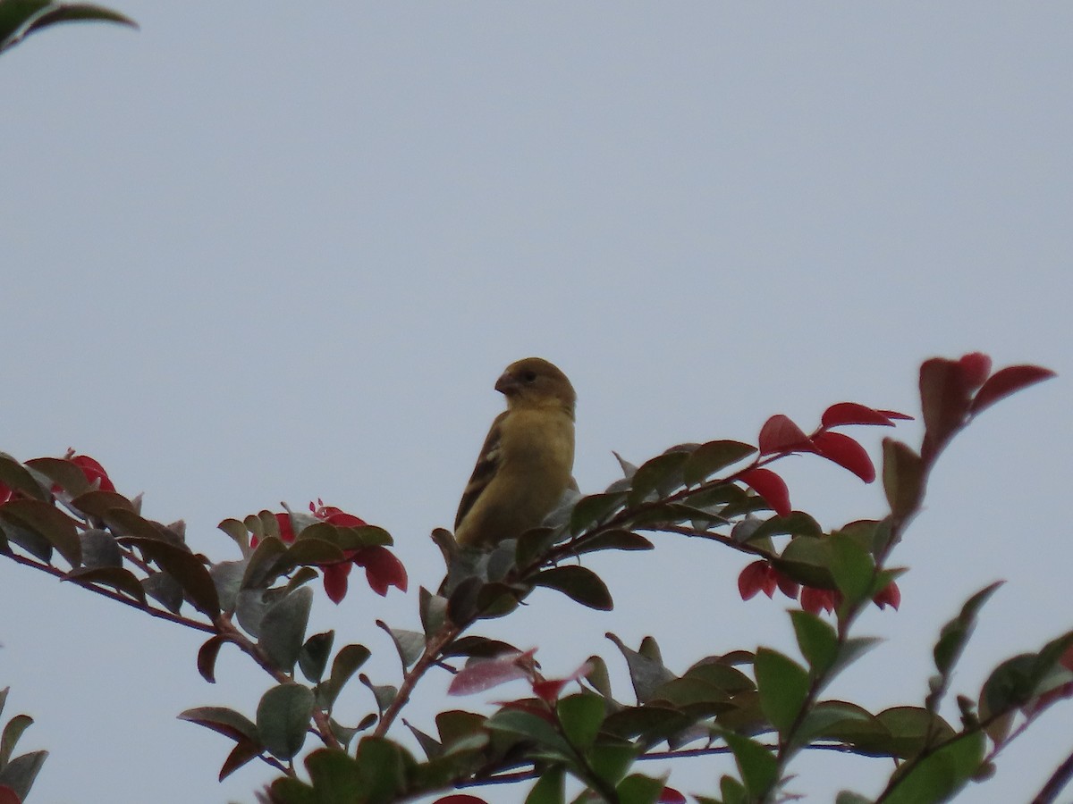 Morelet's Seedeater - ML644436486