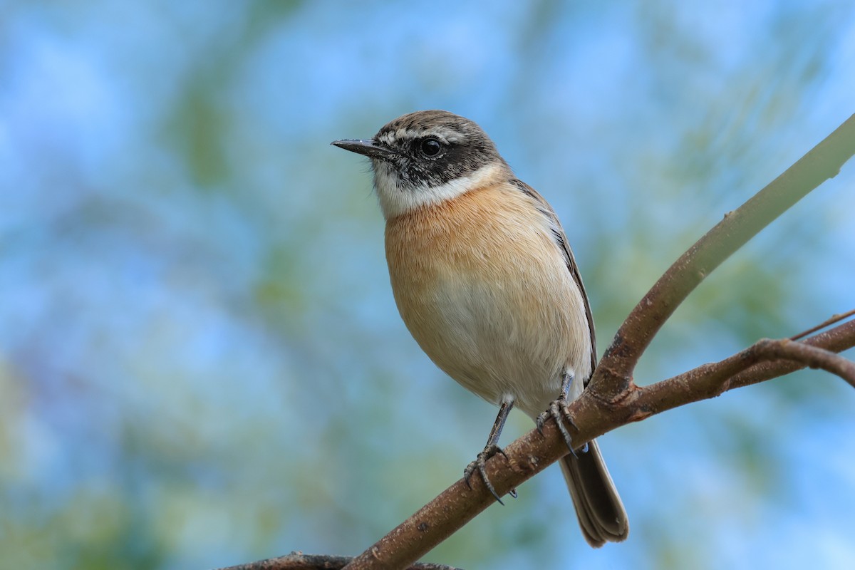 Fuerteventura Stonechat - ML644436487