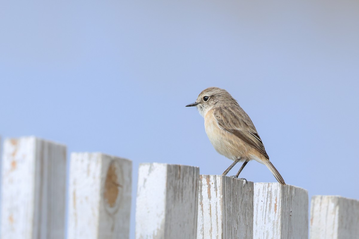 Fuerteventura Stonechat - ML644436491