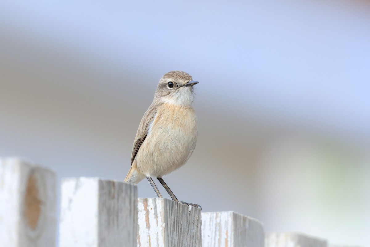Fuerteventura Stonechat - ML644436494