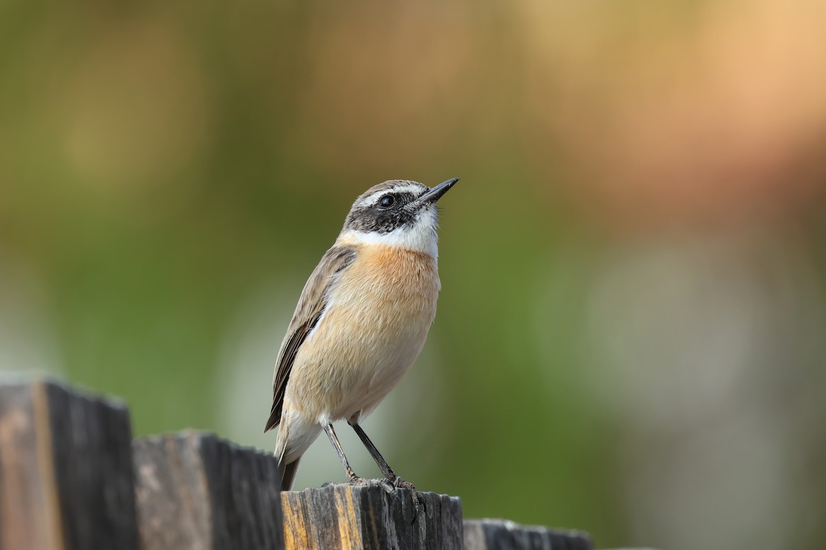 Fuerteventura Stonechat - ML644436496
