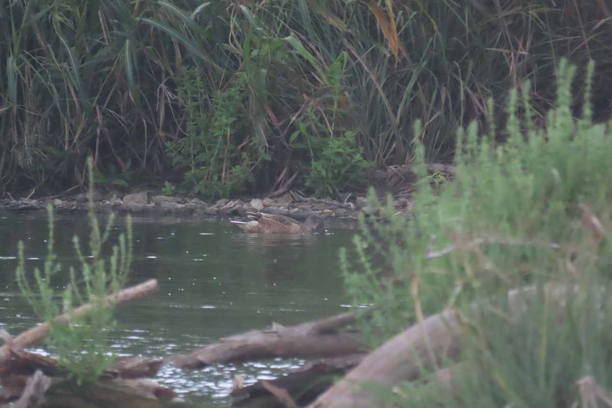 skjeand - ML644436497