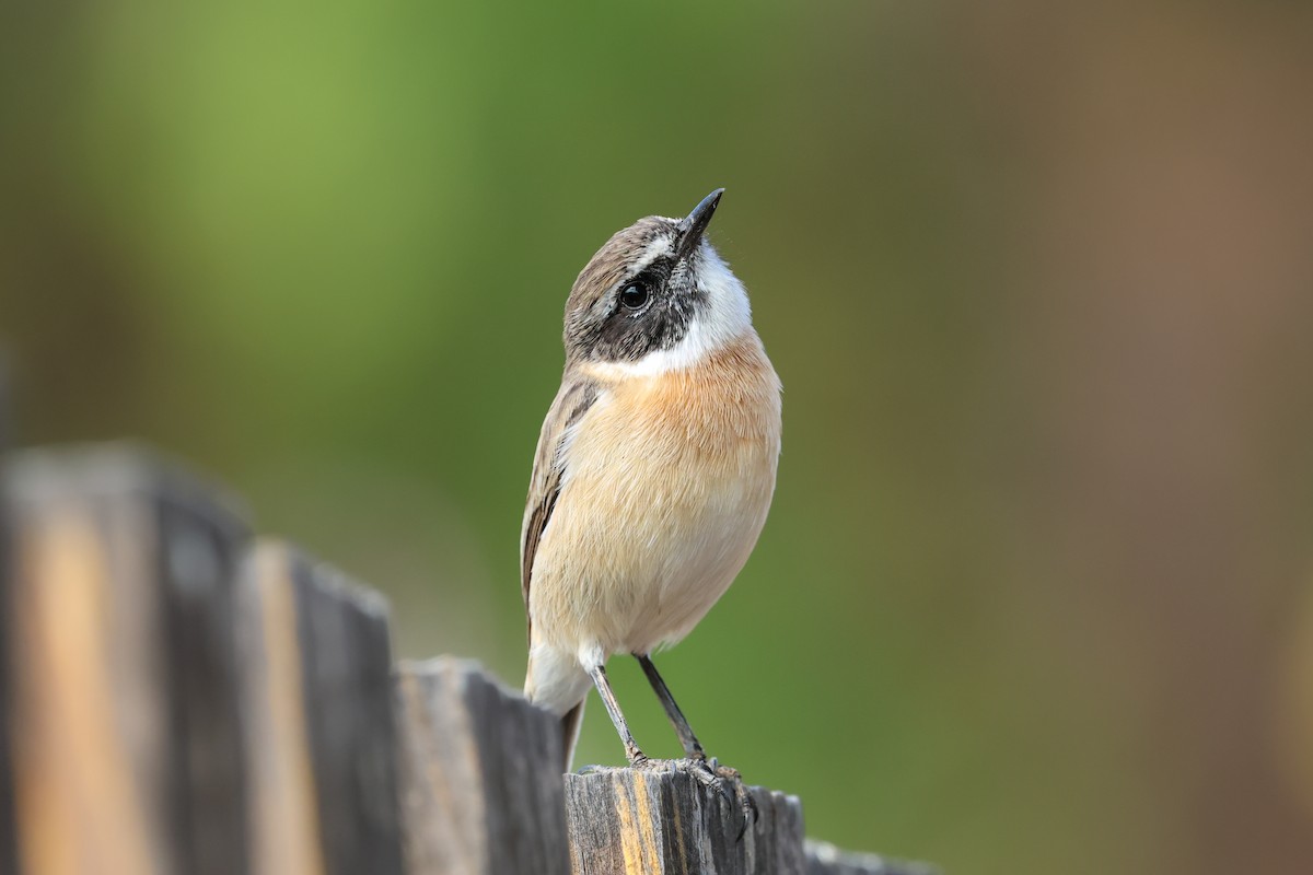 Fuerteventura Stonechat - ML644436498
