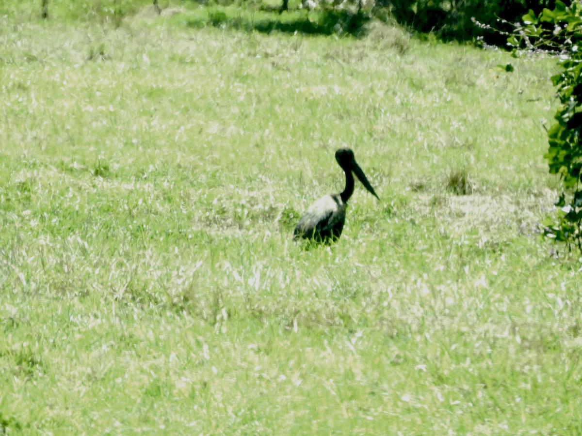 Black-necked Stork - ML644436502