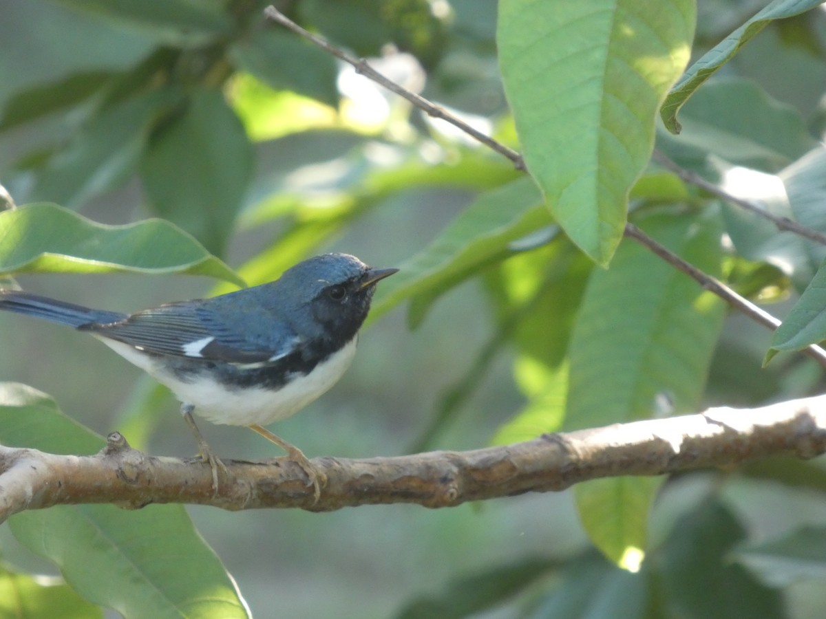 lesňáček modrohřbetý - ML644436507